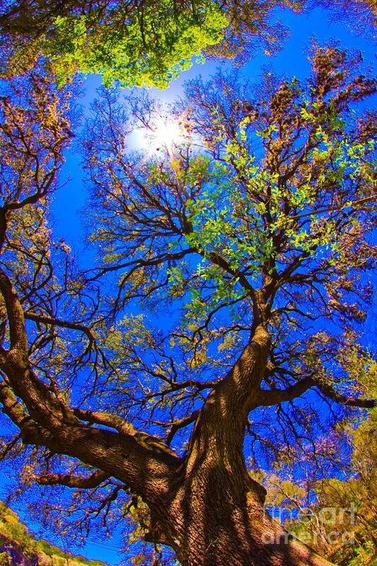 Michael Tidwell Photography Poster featuring the photograph Spring Oak by Michael Tidwell