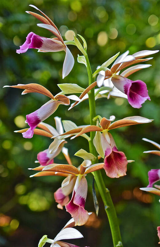 Orchid Poster featuring the photograph Spring Show 15 Nun's Orchid 1 by Janis Senungetuk