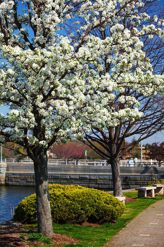 Springtime In Westport Poster featuring the photograph Spring Time In Westport by Karol Livote
