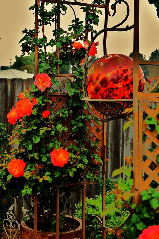 Rose Poster featuring the photograph Spring Trellis by Helen Carson