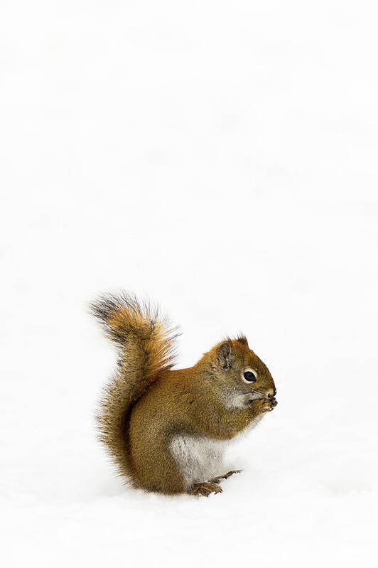 Squirrel Poster featuring the photograph Squirrel by Nebojsa Novakovic