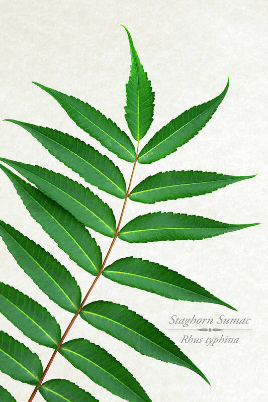 Leaves Poster featuring the mixed media Staghorn Sumac by Christina Rollo