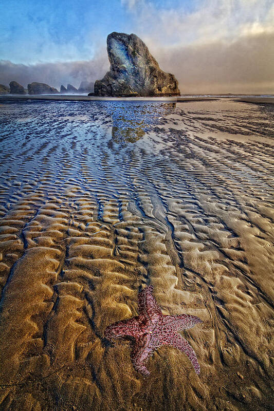 Animals Poster featuring the photograph Starfish at Low Tide by Debra and Dave Vanderlaan