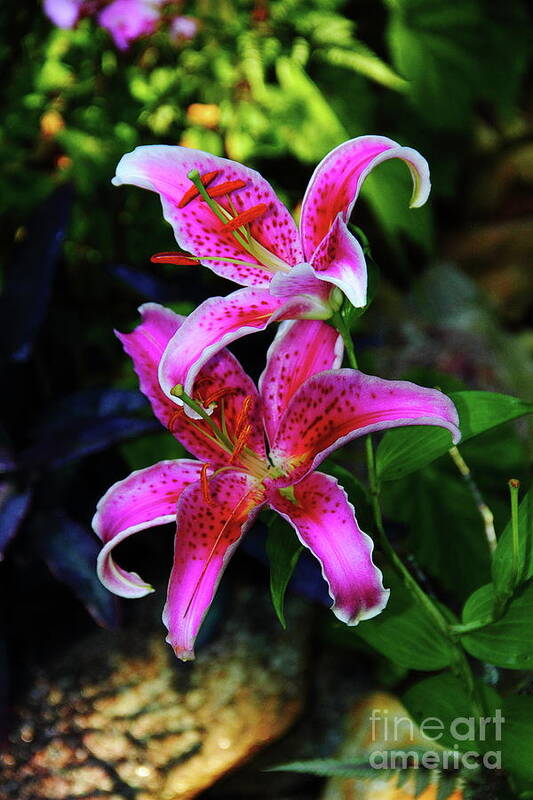 Flower Poster featuring the photograph Stargazer Lily by Allen Nice-Webb