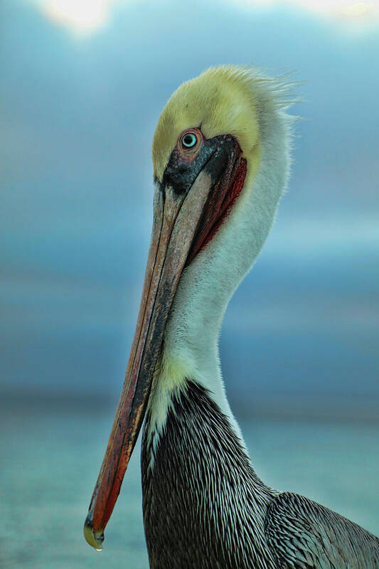 Pelican Poster featuring the photograph Stay Off My Pier by Mary Buck