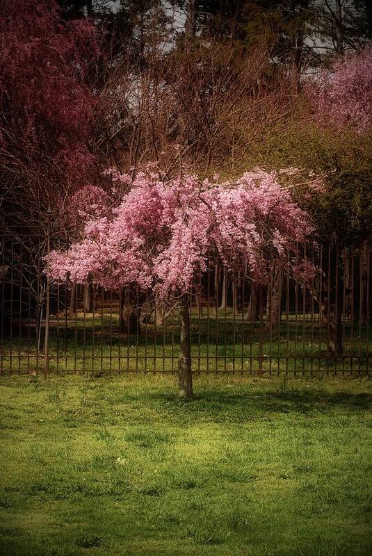 Cherry Blossom Tree Poster featuring the photograph Still - Ocean County Park by Angie Tirado