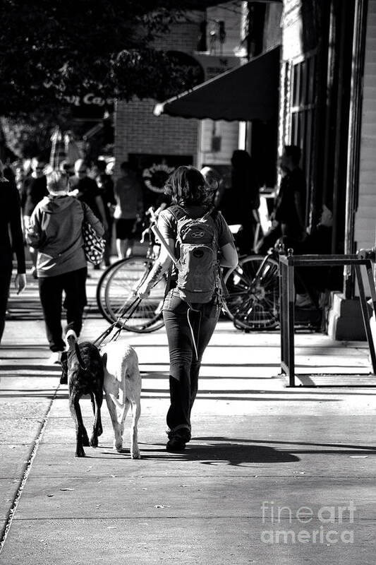 Royal Photography Poster featuring the photograph Street Dog Walking by FineArtRoyal Joshua Mimbs