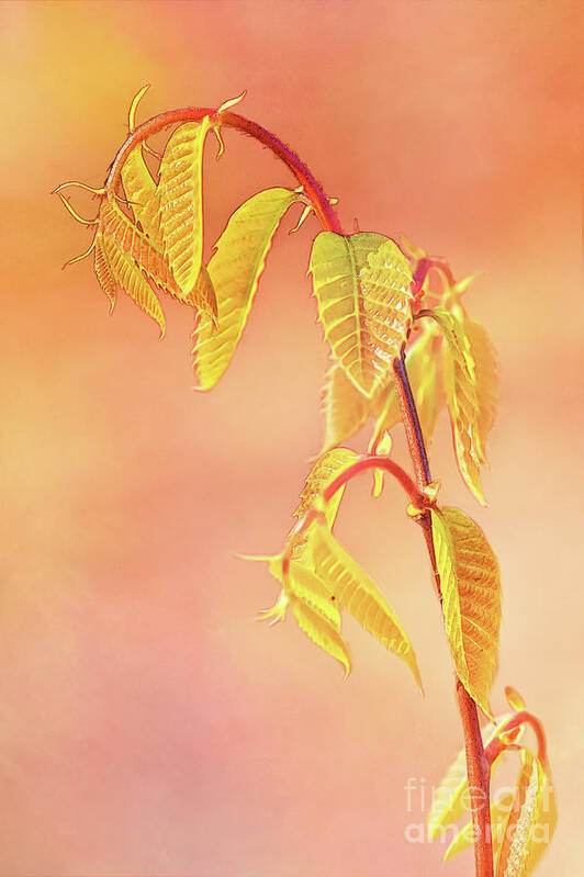 Baby Chestnut Leaves Poster featuring the photograph Stylized Baby Chestnut Leaves by Anita Pollak