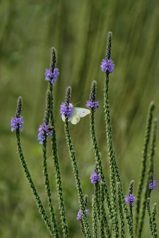 Wildflowers Poster featuring the photograph Sulphur Butterfly - Blue Vervain by Nikolyn McDonald