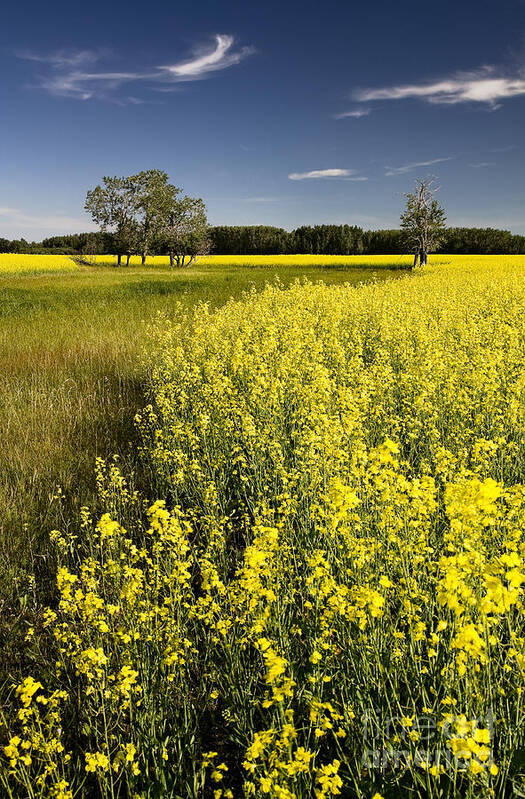 Landscape Poster featuring the photograph Summer Canola Field by Royce Howland