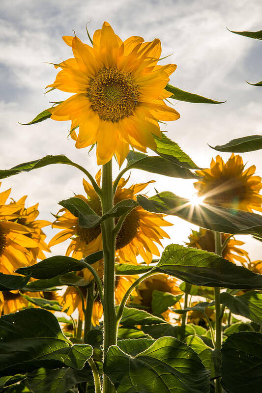 Sunflowers Poster featuring the photograph Sun and Sunflowers by Janet Kopper