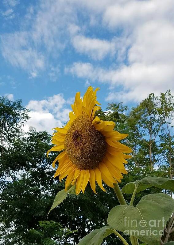 Helianthus Annuus Poster featuring the photograph Sun PoweR by Angela J Wright