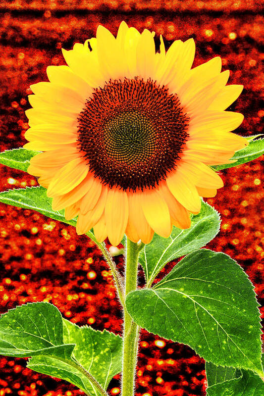 Flower Poster featuring the photograph Sunflower 2 by Bob Slitzan