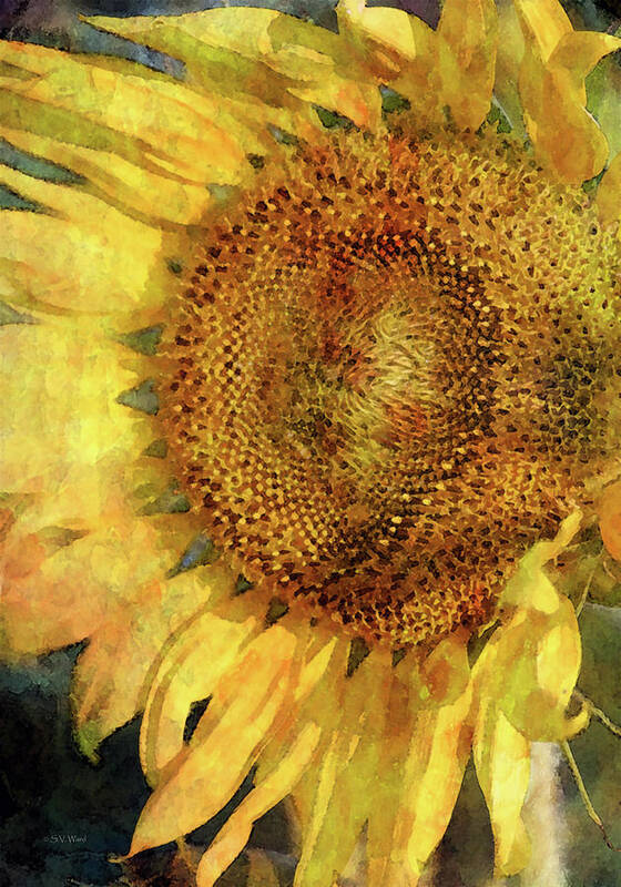 Sunflower Poster featuring the photograph Sunflower 2254 IDP_2 by Steven Ward