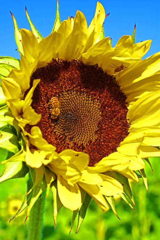 Pastoral Poster featuring the photograph Sunflower and Bee by Heather Coen