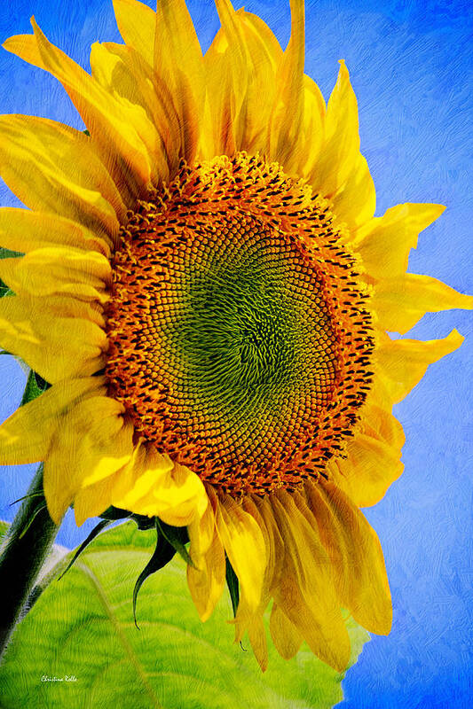 Sunflower Poster featuring the photograph Sunflower Plant by Christina Rollo