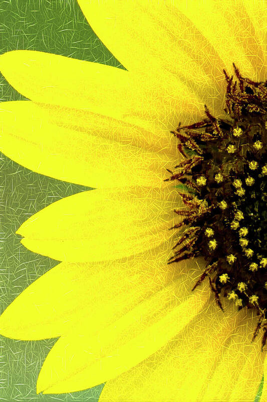 Sunflower Poster featuring the photograph Sunflower by Joe Paul