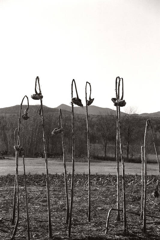  Poster featuring the photograph Sunflower Swingset by Heather Kirk