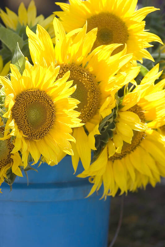 Sunflower Bouquet Poster featuring the photograph Sunflowers For Sale by Elvira Butler