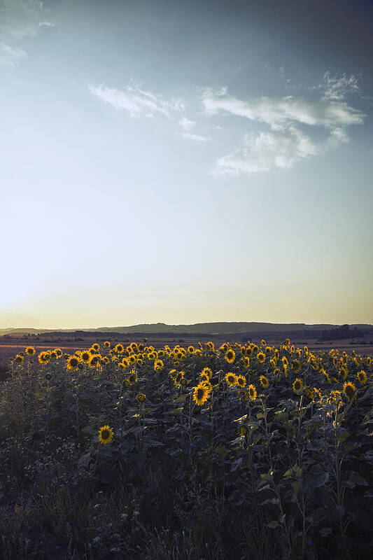 Sunflowers Poster featuring the photograph Sunflowers by Art of Invi