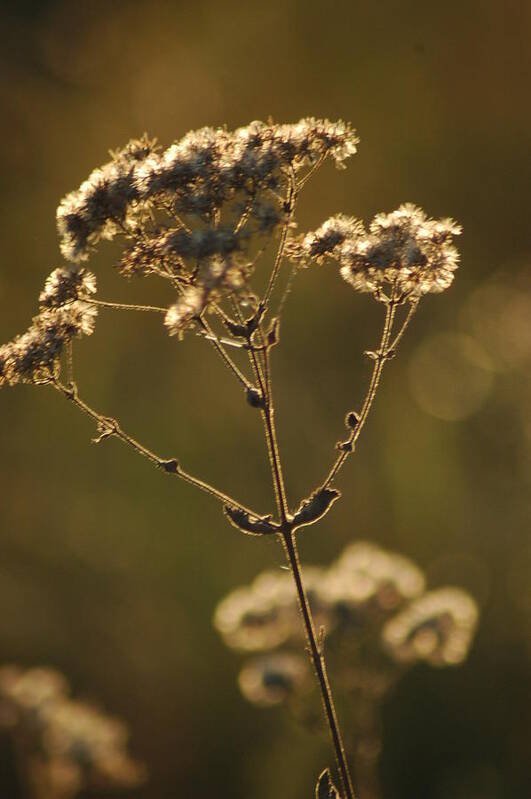 Foliage Poster featuring the photograph Sunkissed by Lori Mellen-Pagliaro