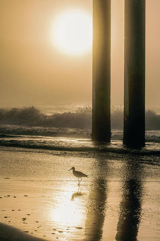 Beach Poster featuring the photograph Sunrise Bird at Beach by John McGraw