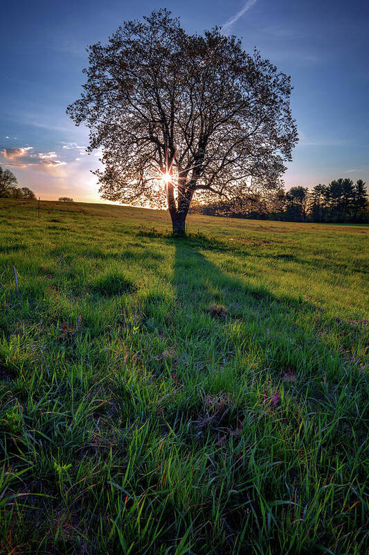 Sycamore Tree Poster featuring the photograph Sunrise Through the Tree by Rick Berk