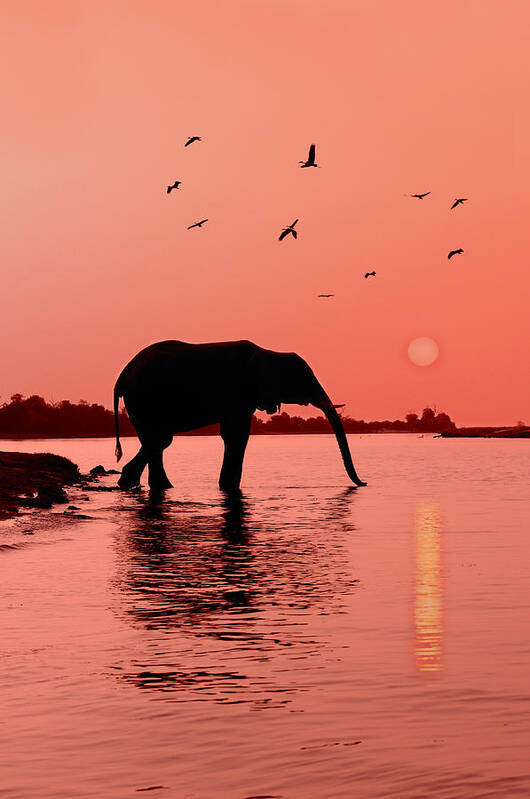 Elephant (loxodonta Africana) Poster featuring the photograph Sunset with Elephant by Christian Heeb