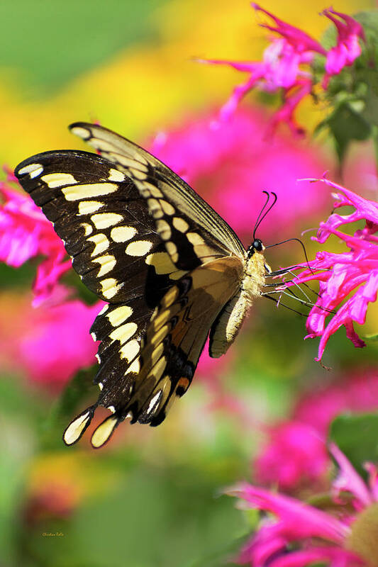 Butterfly Poster featuring the photograph Swallowtail Butterfly Garden by Christina Rollo