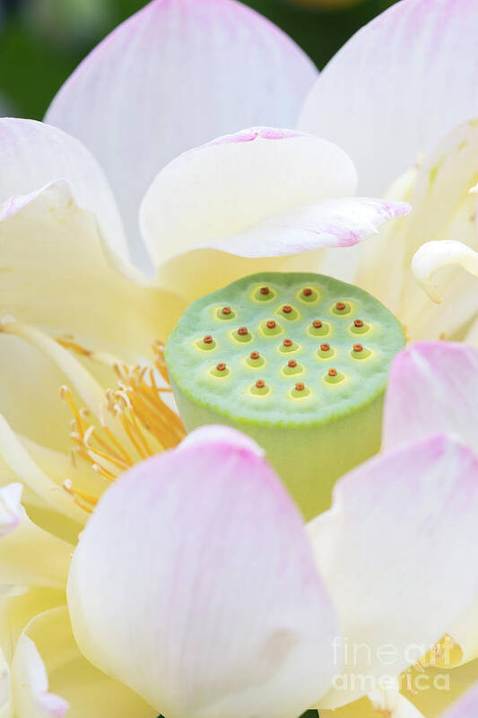 Nelumbo Nucifera Poster featuring the photograph Sweet Lotus by Tim Gainey