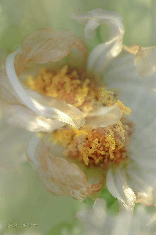  Poster featuring the photograph Flower Swirl.... by Paul Vitko