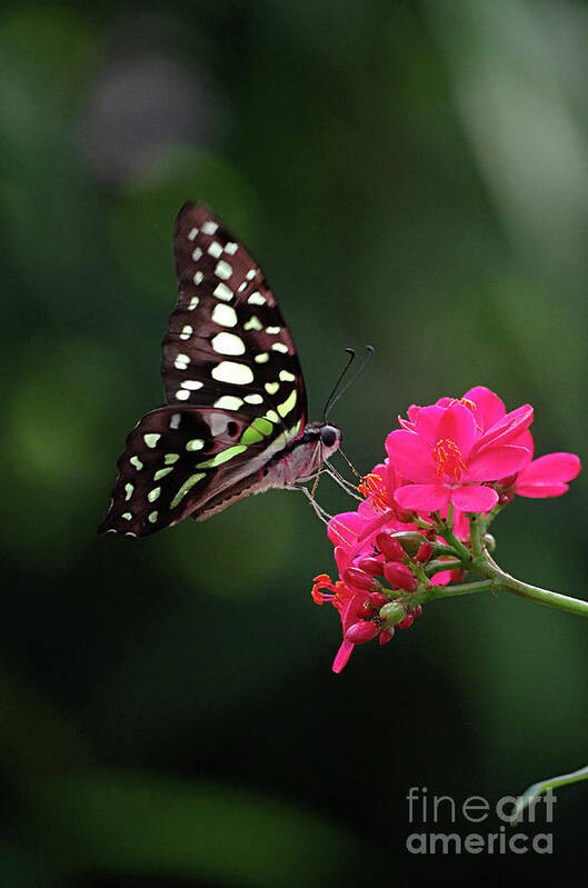 Animal Poster featuring the photograph Tailed Jay Butterfly -Graphium agamemnon- on pink flower by Rick Bures