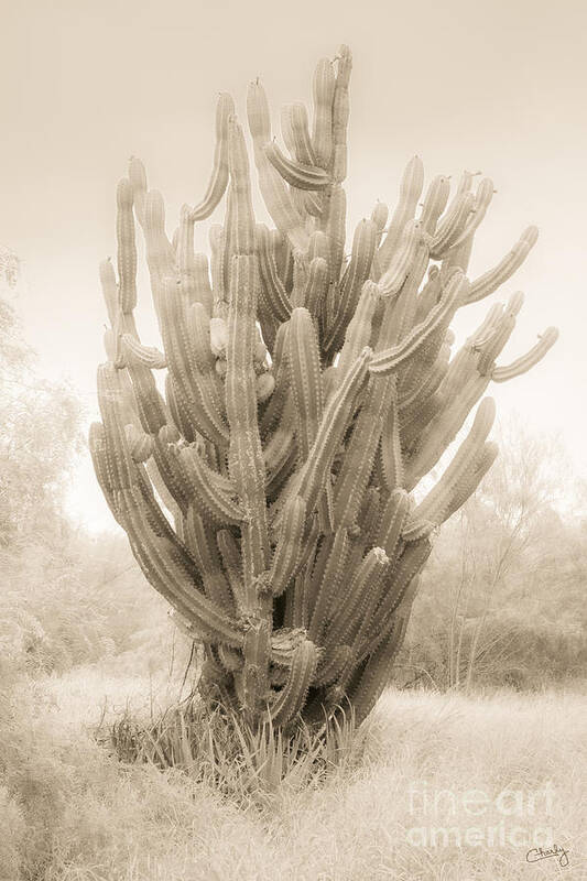 Tall Cactus Poster featuring the photograph Tall Cactus in Sepia by Imagery by Charly