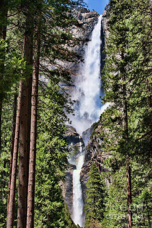  yosemite Poster featuring the photograph Tall Trees Yosemite Falls by Chuck Kuhn