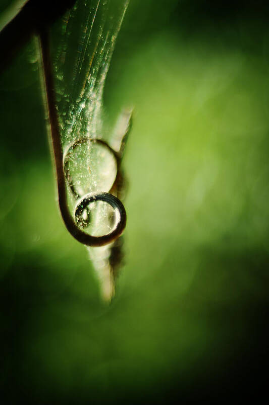 Green Poster featuring the photograph Tendril and Web by Rebecca Sherman