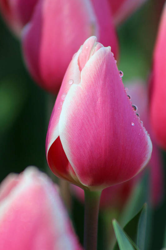 Tulip Poster featuring the photograph Texas Blooms 107 by Pamela Critchlow