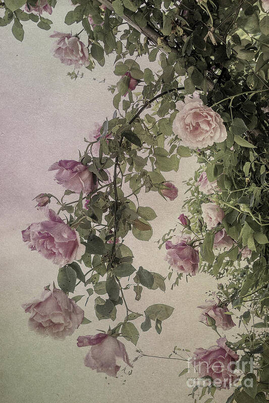 Roses Poster featuring the photograph Textured Roses by Elaine Teague