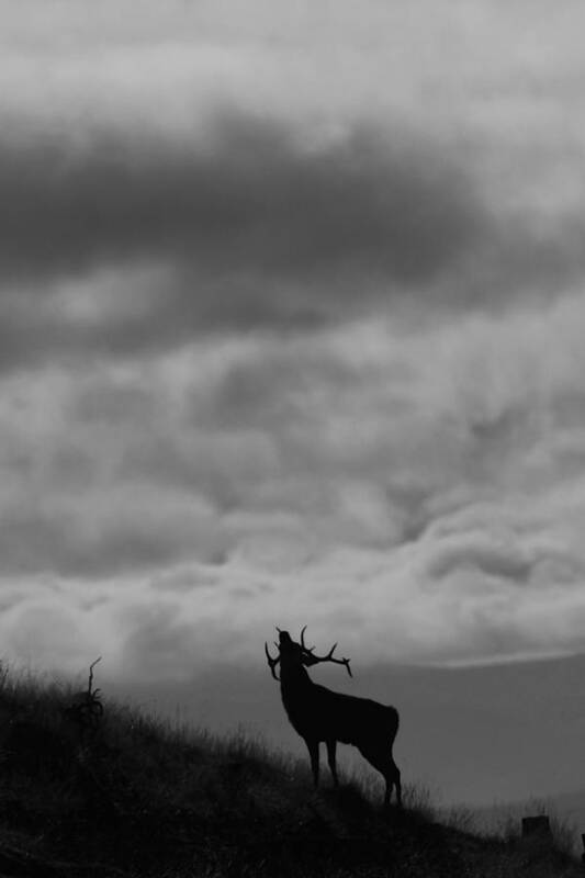 Rutting Stag Poster featuring the photograph The Call of the North by Gavin MacRae