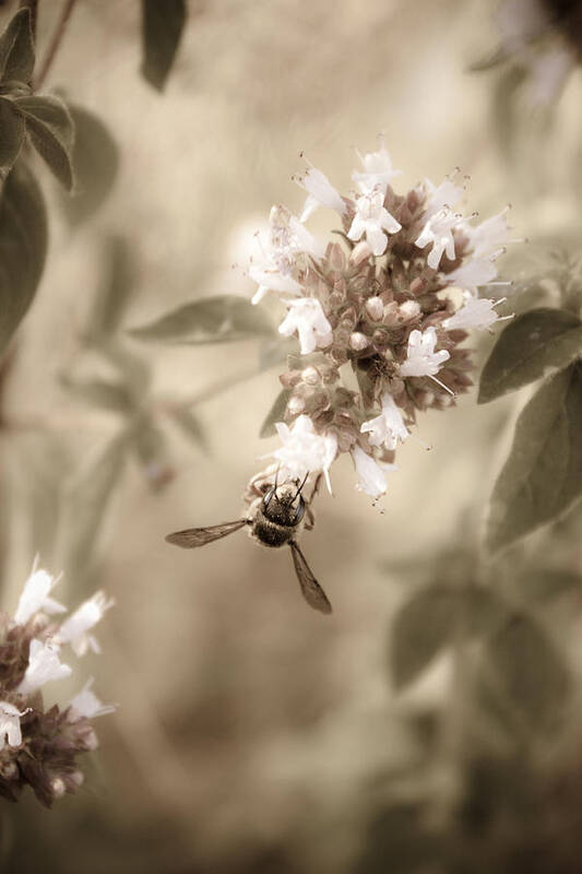 Bee Poster featuring the photograph The Collector by Danielle Silveira