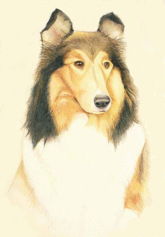 Dogs Poster featuring the drawing The Collie by Tim Ernst