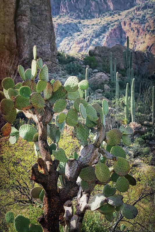Arizona Poster featuring the photograph The Desert Southwest Cacti by Saija Lehtonen
