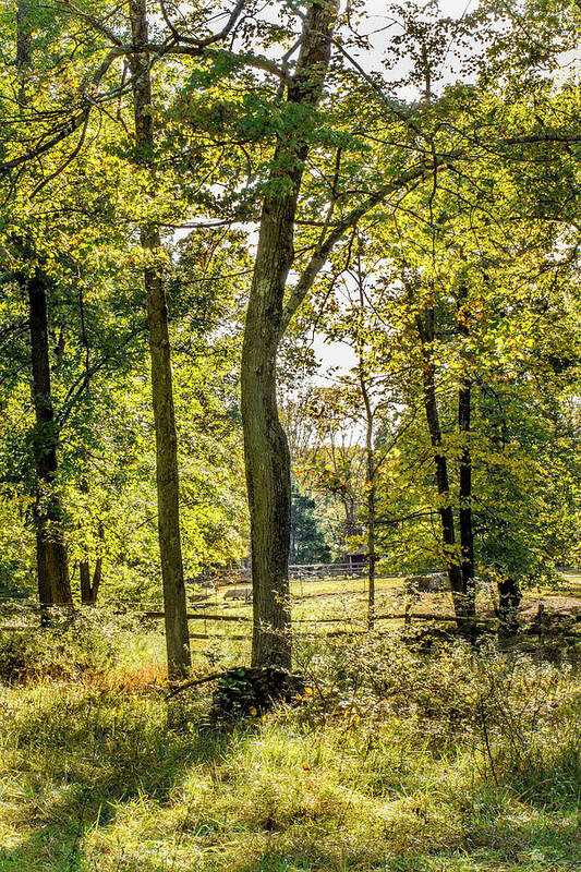 Pasture Poster featuring the photograph The Edge of Summer by Carol Senske