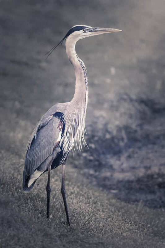 America Poster featuring the photograph The Great Blue Heron by Eduard Moldoveanu