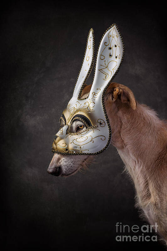 Dog Poster featuring the photograph Dog wearing Rabbit Mask by Travis Patenaude