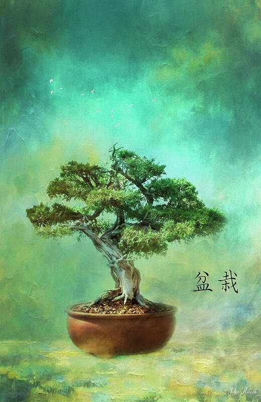 Poster bonzai plant 