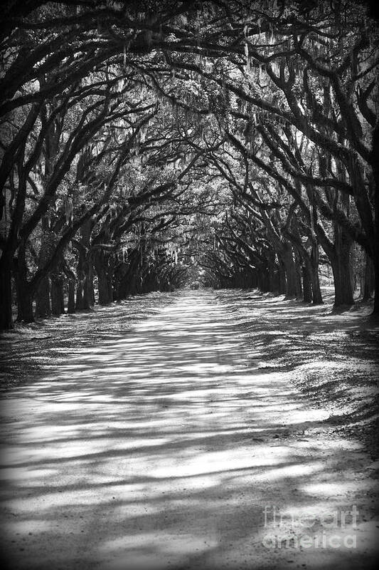 Georgia Poster featuring the photograph Live Oaks Lane with Shadows - Black and White by Carol Groenen