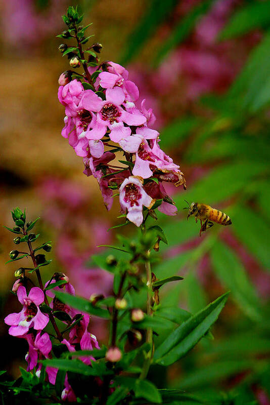 Honey Bee Poster featuring the photograph The Little Pollinator by HH Photography of Florida