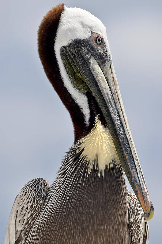 Original Poster featuring the photograph The Majestic Pelican by WAZgriffin Digital