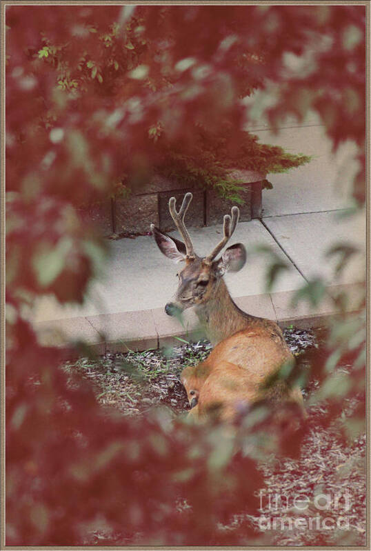 Portrait Poster featuring the photograph The Mule Deer by Donna L Munro