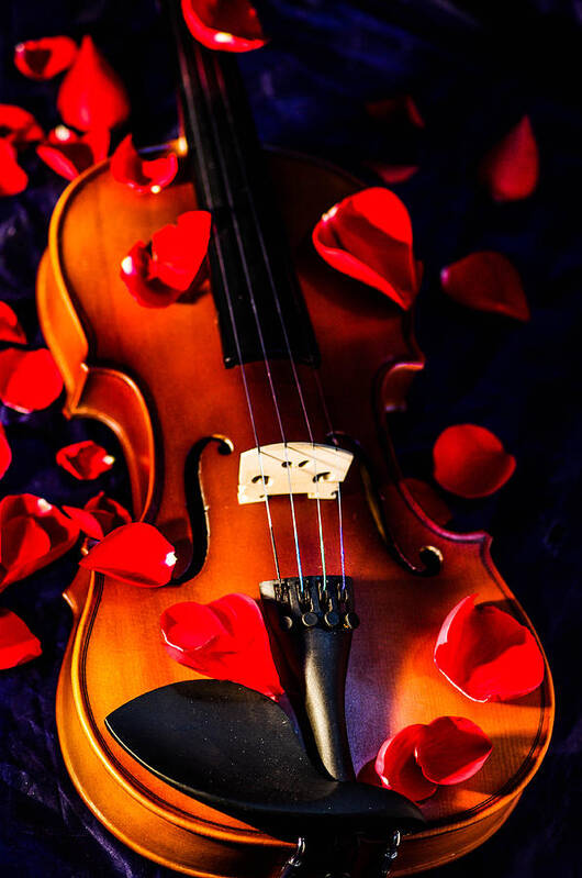  Poster featuring the photograph The musical rose petals by Gerald Kloss
